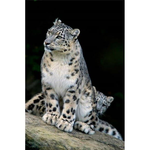 Danita Delimont PDDAS26AMR0000 Snow Leopard Uncia Uncia Panthera Uncia Asia Poster Print by Andres Morya Hinojosa, 12 x 18