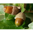 thumbnail image 2 of White Oak Tree Seeds for Planting | 10 Big Healthy Seeds | White Oak is Prized for Attractive Look and Wood, 2 of 3