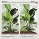 thumbnail image 5 of 200 Piezas de Soporte para Tallos de Plantas, para Tallos de Plantas Trepadoras, Clips de Soporte de Jardín para Alocasia Monstera Roja, 5 of 5