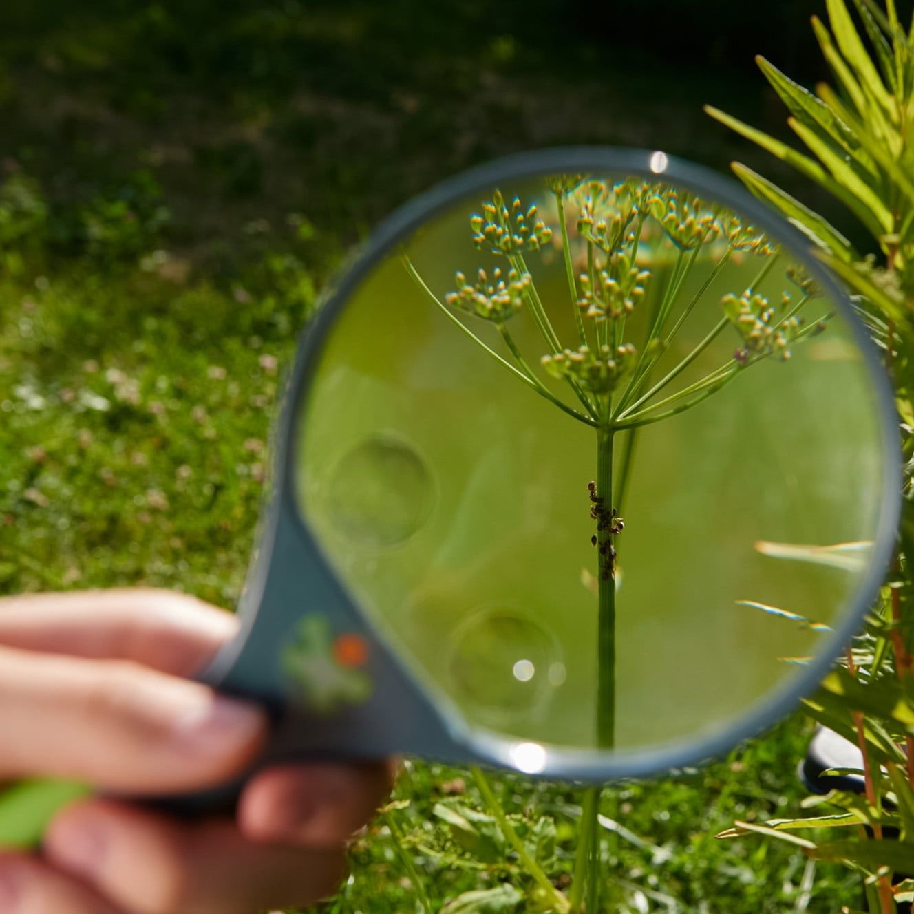 3x Magnifying Glass - Looking for eggs and larvae - BackYardHive