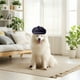 thumbnail image 4 of Perro B Erets Moda Gorro de Mascota Artista Francés Gato Gorra Gorra de Béisbol para Fiesta Cumpleaños Boda Foto, 4 of 4