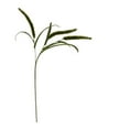 thumbnail image 4 of (3 pack) Mainstays 36" Artificial Green Dogtail Stem, Set of 12, Indoor Use, 4 of 9