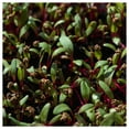 thumbnail image 3 of Everwilde Farms - 1 lb Bulls Blood Beet Seeds - Gold Vault Bulk Seed Packet, 3 of 4