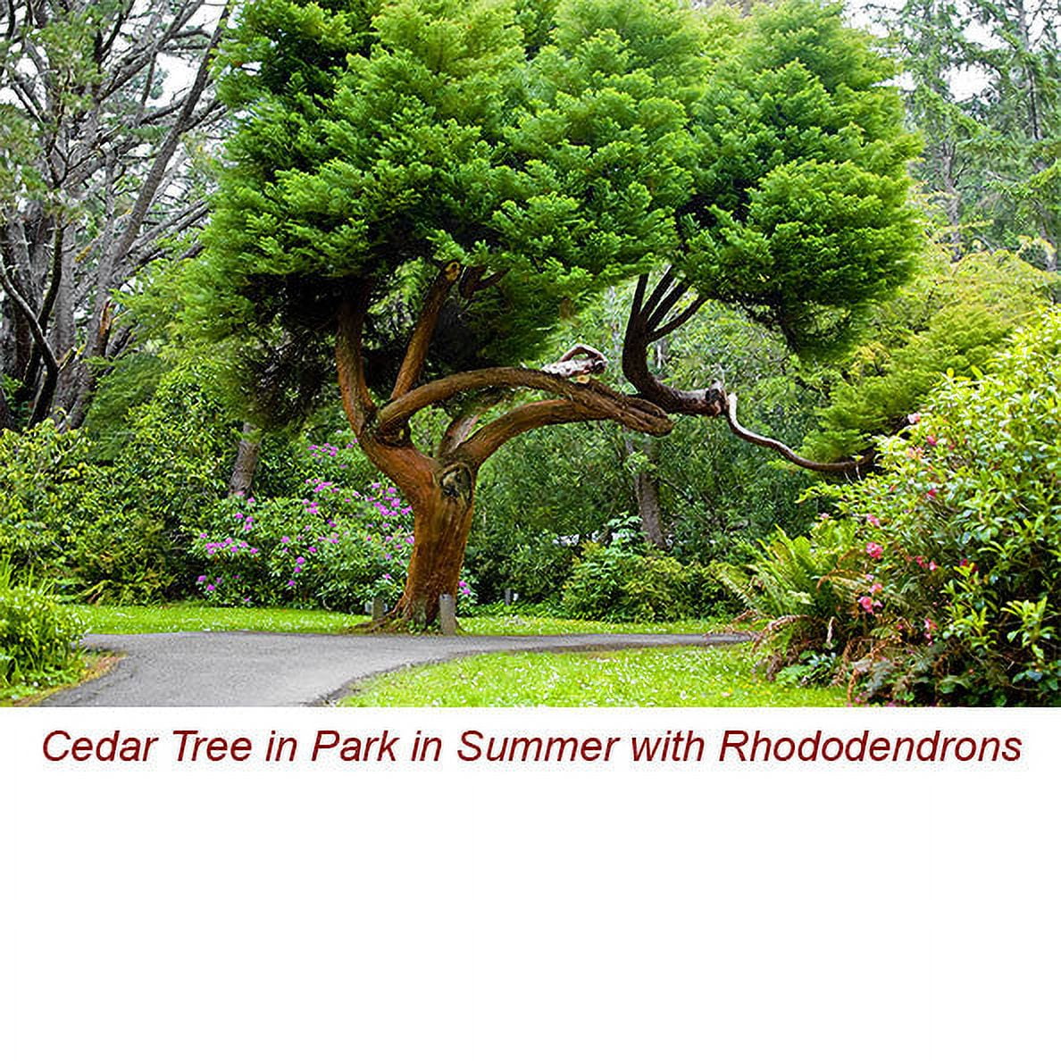Cedarwood Atlas Essential Oil 1 fl oz (30 ml) - 100% Pure and Natural by Silky Scents