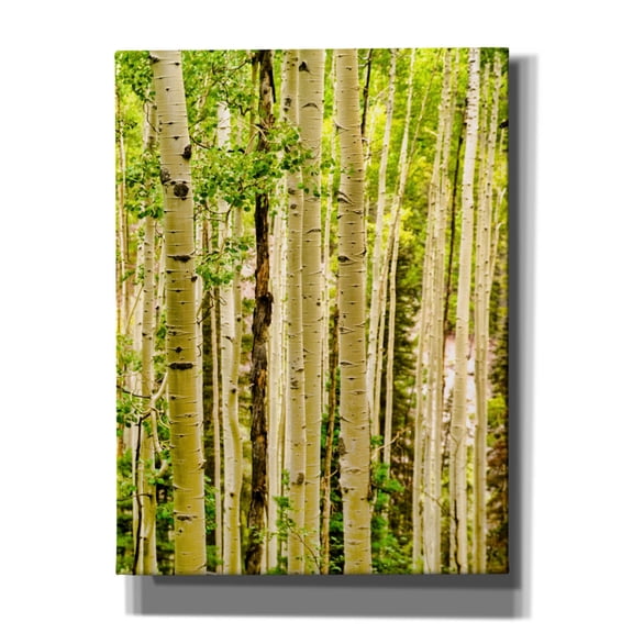 Epic Graffiti 'Spring Aspens' by Mark A Paulda, Canvas Wall Art, 12"x16"