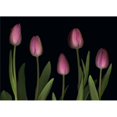 thumbnail image 1 of Pink Tulips Poster Print by Deddeda, 34 x 24 - Large, 1 of 1