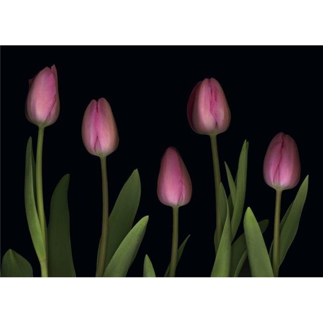 Pink Tulips Poster Print by Deddeda, 34 x 24 - Large