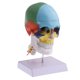 thumbnail image 1 of Modelo de Cabeza Humana Cráneo Sunnimix con Base Colorido, 1 of 6