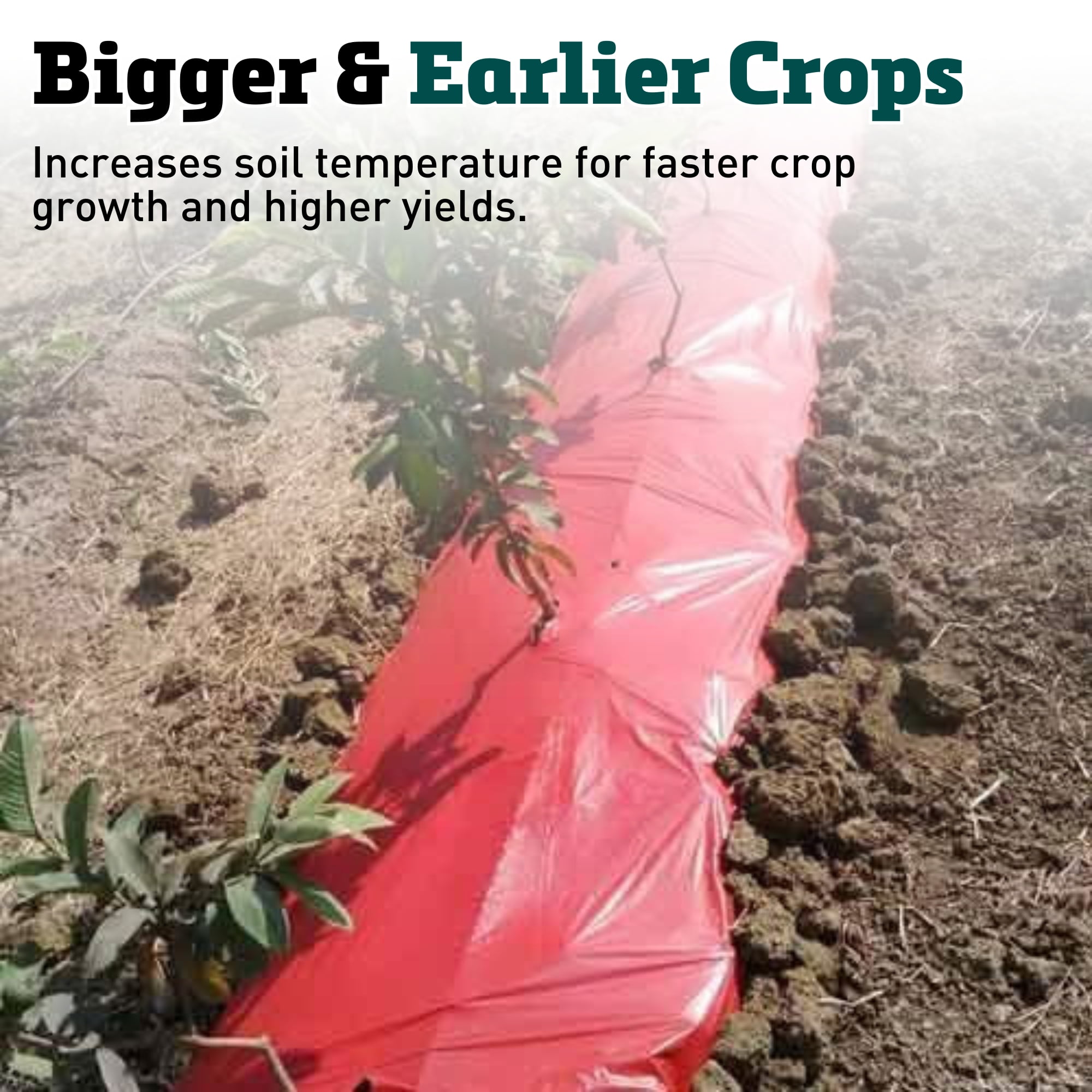 Red Plastic Mulch, 4' x 30' with Effectiveness for Early Season Tomato Growing