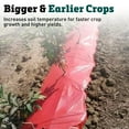 thumbnail image 2 of Bright-Red Plastic Mulch with Color Sensitive Protein, 2 of 7