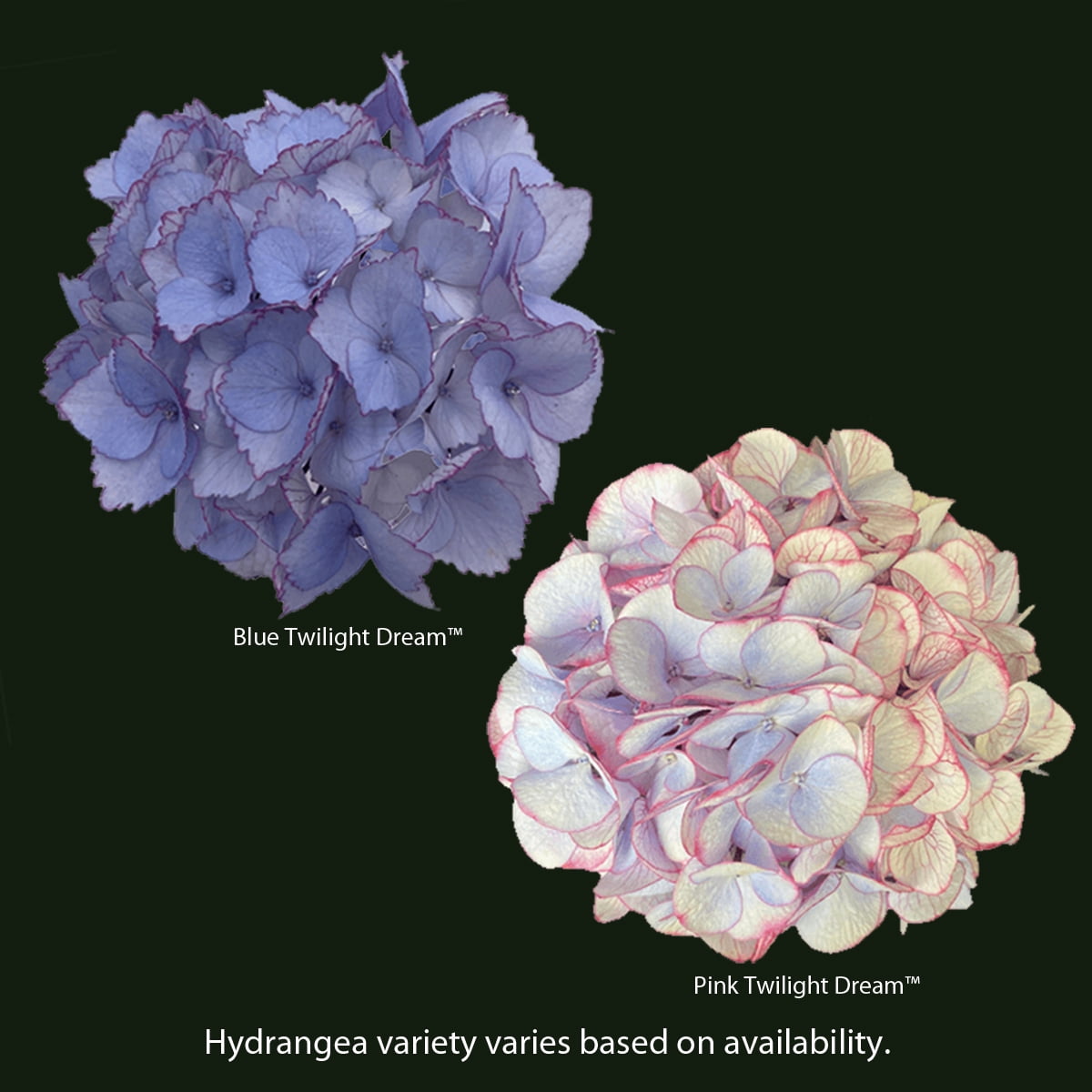 Gifts in Bloom 8-Inch Assorted Mother's Day Hydrangea Live Plant with Decorative Pot, Colors Vary