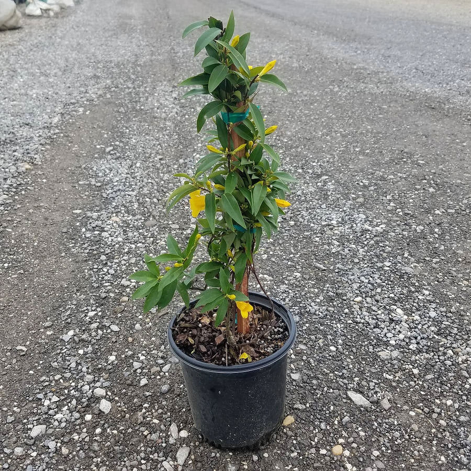 Expert Gardener Carolina Jessamine (2.5 Quart) Semi-Evergreen Blooming Vine with Yellow Flowers