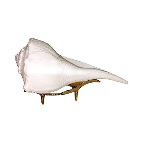 Dakshinavarti Pooja Shankh (4 - 5 Inches) By Indian Collectible