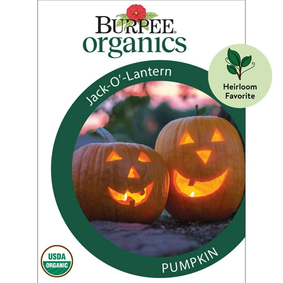 Burpee Jack-o'-lantern Pumpkin Annual Vegetable Seed, 1-Pack, Full Sun