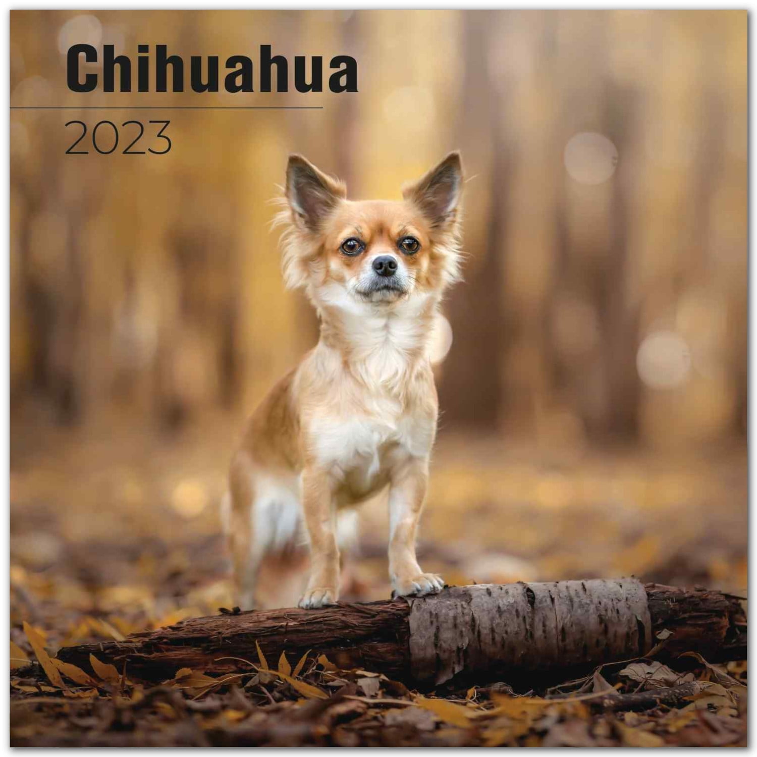 Chihuahua Calendar 2021-2022 - Dog Breed Monthly Wall Calendar - Made In USA - 12' x 24' (Open)