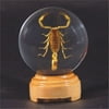 Ed Speldy East GL02 Real Bug Insect Globes-small-Scorpion