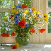 Back to the Roots Organic Wildflower Mix, 1 Seed packet