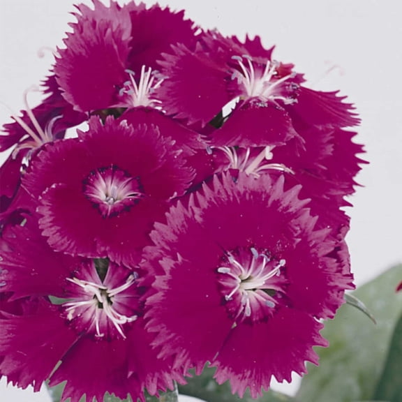 Dianthus Floral Lace Series Flower Seeds - Purple - 500 Seeds - Annual Flower Garden Seeds - Dianthus chinensis x barbatus