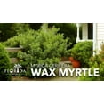 thumbnail image 2 of Wax Myrtle  5 Live 4 Inch Pots  Myrica Cerifera  Evergreen Shrubs for Privacy Screens & Native Landscaping  Fast-Growing Hardy Plants, 2 of 9