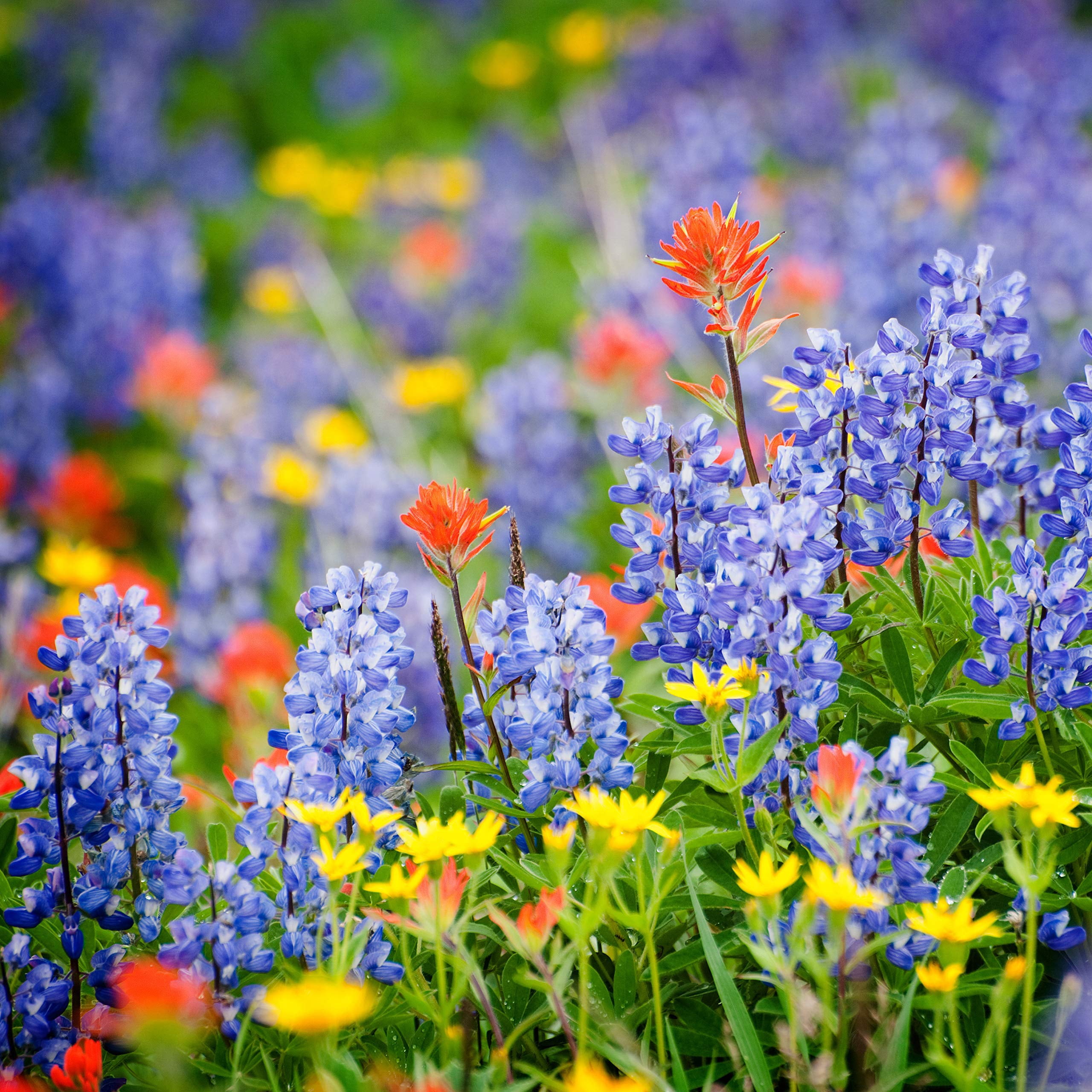Pennsylvania Wildflower Seed Mix, Covers 325 MVR1&nbsp;Sq Ft, 15 Flower Varieties, Over 50,000 Seeds - Created By Nature