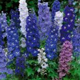 thumbnail image 3 of Delphinium Elatum Magic Fountains Crystal Flower Seed Mix - 200 Seeds, 3 of 3