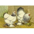 thumbnail image 2 of Wright, Lewis 24x17 Black Ornate Wood Framed with Double Matting Museum Art Print Titled - Chickens: Light Brahmas, 2 of 4