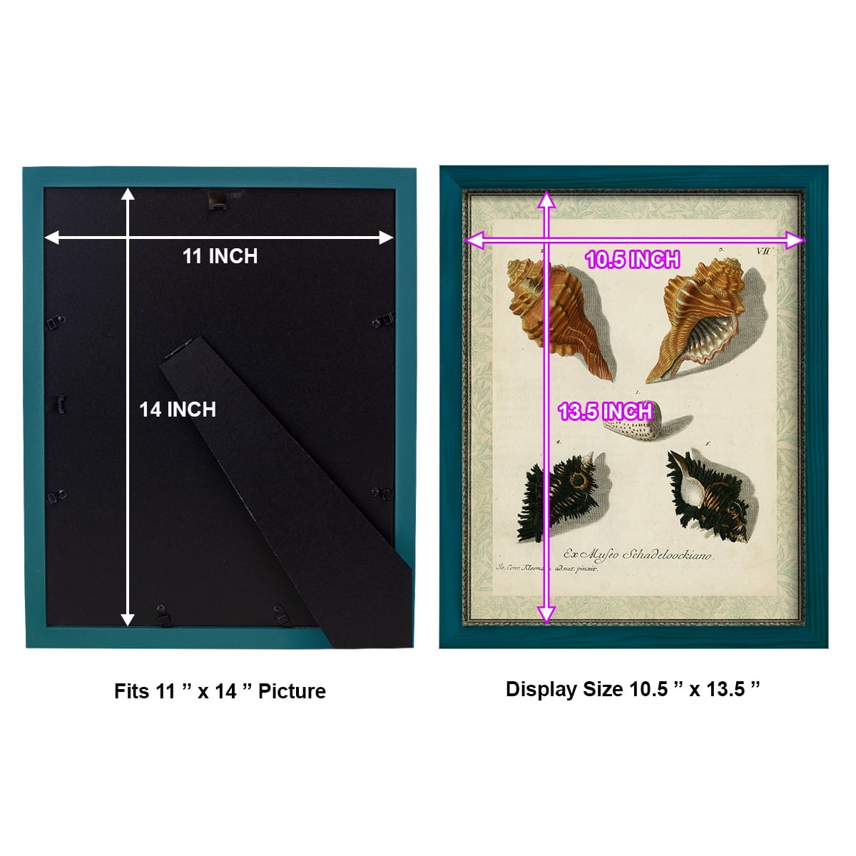 Bookplate Shells I - Framed Print w/glass - Ocean Blue