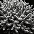 thumbnail image 6 of WYYP Branching Coral Round Table Cover 100% Polyester Fiber Great for Home Kitchen/Parties/Holiday Dinner White, 6 of 8