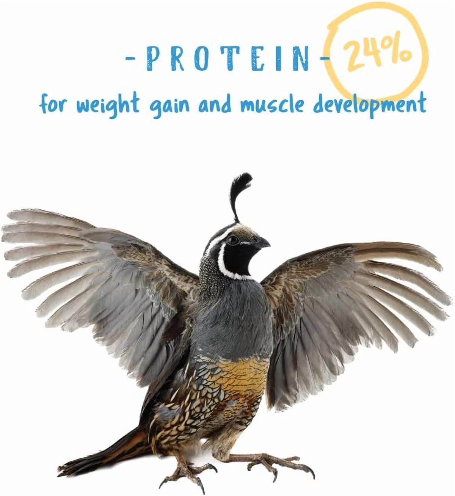 Manna Pro Gamebird Showbird Crumbles - Vitamin & Mineral Supplement for Poultry - 6-Pack of 5lbs