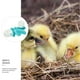 thumbnail image 3 of Bebedero para pájaros, comedero para palomas, dispensador automático para mascotas, comederos para colibríes y loros, 8 unidades, 3 of 6