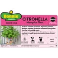 thumbnail image 4 of Bonnie Plants Citronella 2.32 qt., 4 of 5
