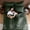 Army Green-California King, variant on Army Green Queen Comforter Set - 7-piece All Season Bed In A Bag  Ultra Soft Bedding With Flat Sheet Fitted Pillowcases Pillow Shams