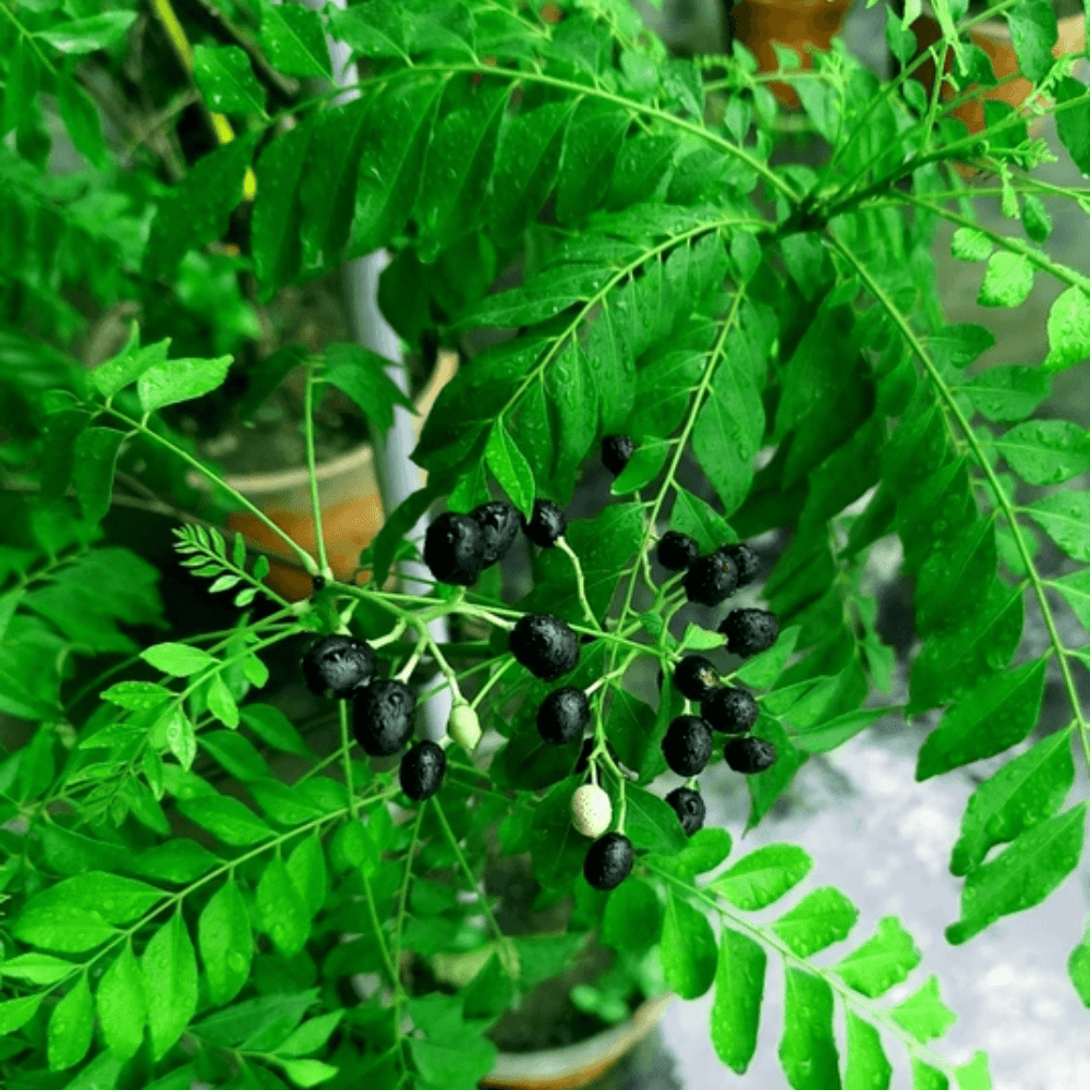 Curry Leaf Plants, Curry Live Plants, Herb for Growing Outdoor, 4 to 7  Inches - Walmart.com