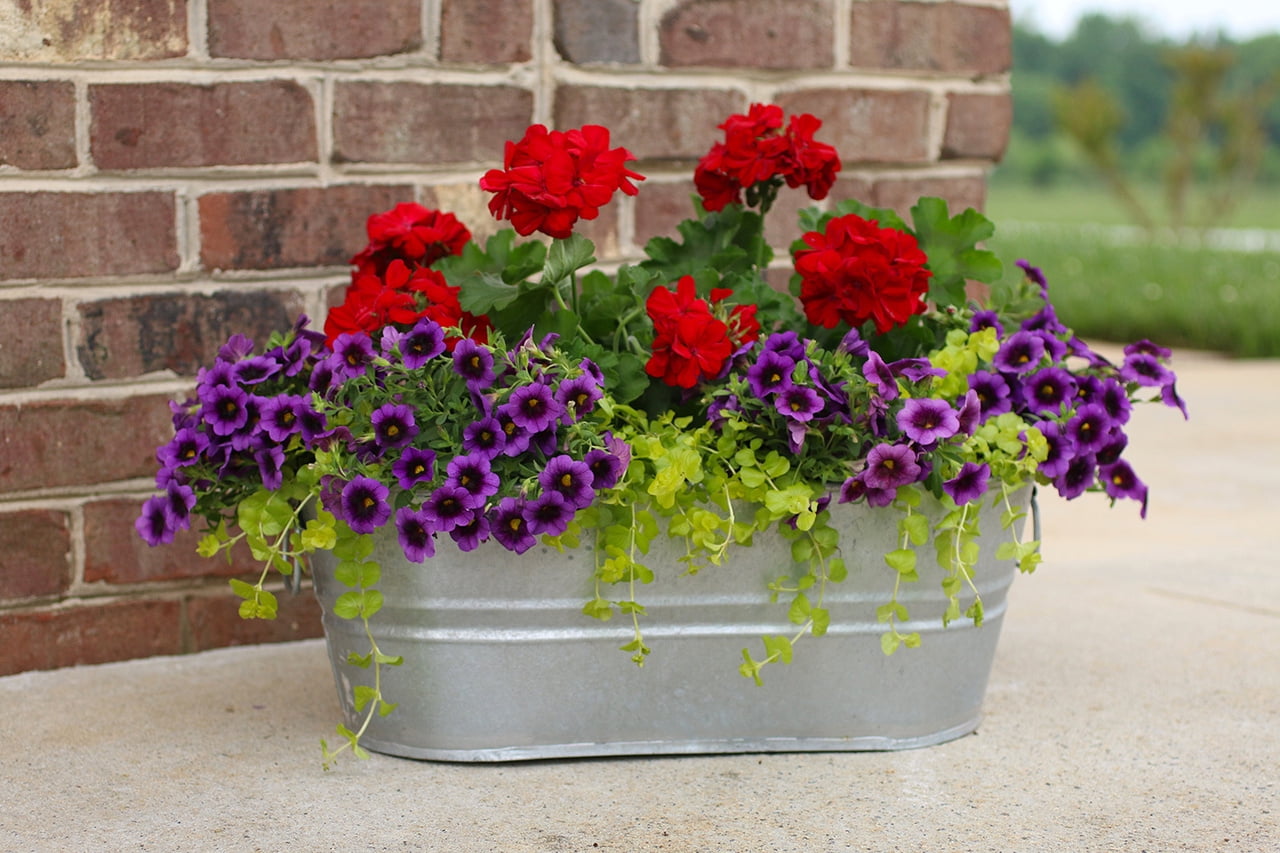 Proven Winners 1.5PT Purple Calibrachoa Live Annual Plant Sun 5-Pack