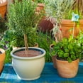 thumbnail image 6 of syligr 3 Pack Plant Pot Covers for Indoor Plants, 11 Inch Adjustable Soil Protectors, Keep Cats Out of Potted Plants, Indoor Plant Protection from Animals, 6 of 9