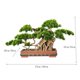 thumbnail image 2 of Árbol de bonsái artificial en maceta de cerámica cuadrada, simulación de pino de bienvenida, planta verde en maceta grande, pino falso bonsái for decoración interior/exterior, 2 of 5