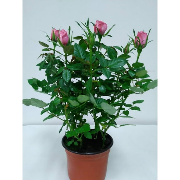 4" Mini Pink Rose Bush