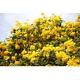 thumbnail image 6 of 10 TECOMA STANS (Yellow Trumpetbush / Yellow Bells / Yellow Elder / Esperanza) Flower Shrub Bush Seeds, 6 of 10