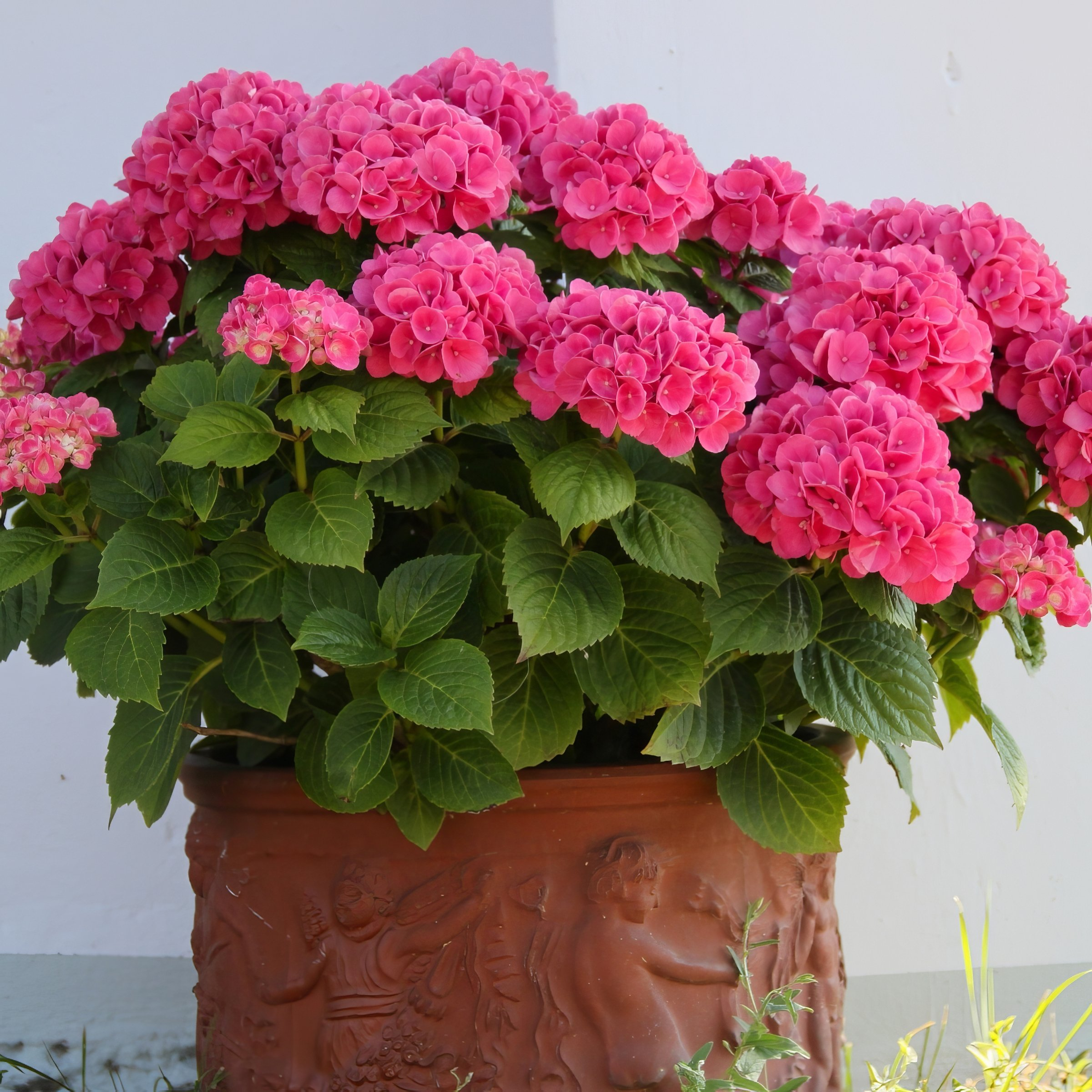 National Plant Network 3 gal. Hydrangea Merritt's Supreme Pink Live Shrub