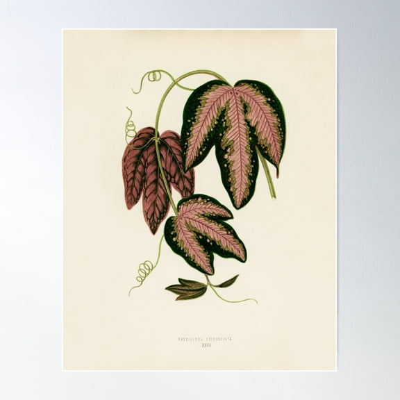 Passion Vine By Benjamin Fawcett Poster Wall Art, Modern Wall Decor For Living Room Bedroom, 8x12 UNFRAMED