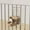 Brown, variant on 10Inch Automatic Pet Water Dispenser for Cages & Crates, Adjustable Flow Cat Dog Bowl Hanging Gravity Waterer for Dogs, Cats & Rabbits Indoor Pet Feeding Station Detachable Transparent Waterer Yellow