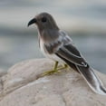 thumbnail image 2 of DOLITY Artificial Feathered Decorative Birds for Wedding Garden Tree Decorations - Grey Grey Bird, 2 of 6
