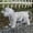 White, variant on Transparent Dog Raincoat with Hood, Waterproof TPU Pet Poncho for Small to Large Dogs & Cats
