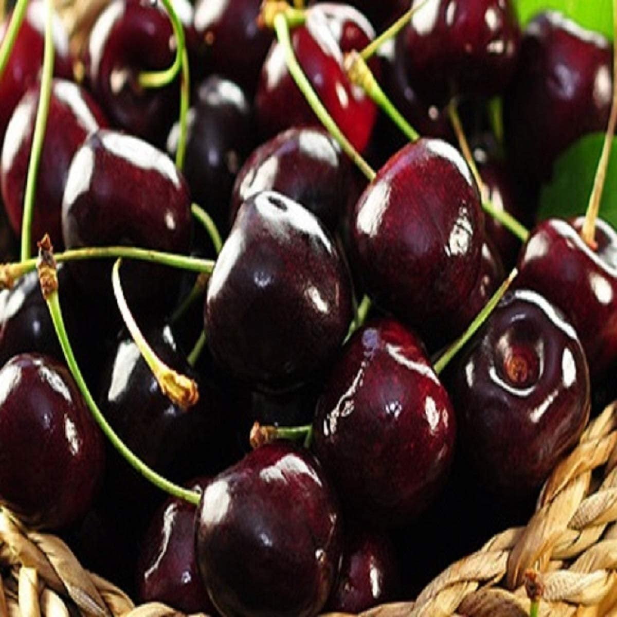 Black Cherry Fragrance Oil 16 oz Bottle for Candle Making, Soap Making, Tart Making, Room Sprays, Lotions, Car Fresheners, Slime, Bath Bombs, Warmers