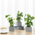 thumbnail image 2 of MyGift Artificial Taro Plants Faux Greenery in Gray Cement Square Pots, Set of 3, 2 of 6