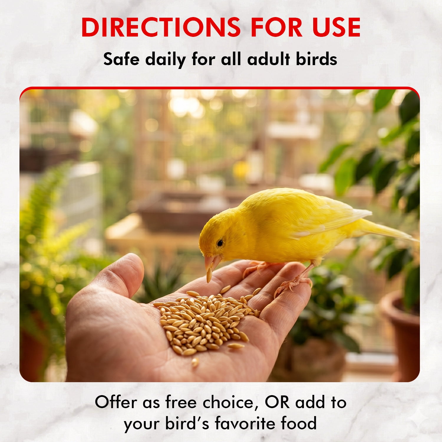 Morning Bird Canary Seed 9 lb – Bird Food for Canaries & Finches – Natural Seed Blend for Healthy Feathers & Daily Nutrition