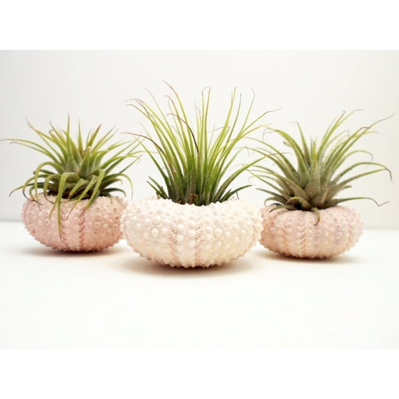 3 Beautiful Air Plants w. Pink Sea Urchins Nautical Gift Beach Decor Coastal 2"
