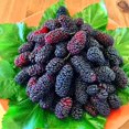 thumbnail image 5 of GSDWIUEW 50 Black Mulberry Seeds Morus, 5 of 5