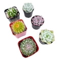 thumbnail image 4 of Assorted Cactus Plants Live Succulents (6 Pack),Mini plant Easy Care Indoor or Outdoor Gardening, Party ,Terrariums, Favors（2inch pot)）, 4 of 6