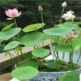 thumbnail image 2 of Bonsai Lotus Flower Seeds - 10 Seeds - Flowering Water Bonsai With Lily Pad-Bonsai Lotus Flower Seeds., 2 of 2
